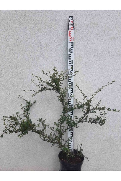 Кизильник гібридний / Даммера Корал Б`юти - 3л/вис.60-80см/Ø60-100см